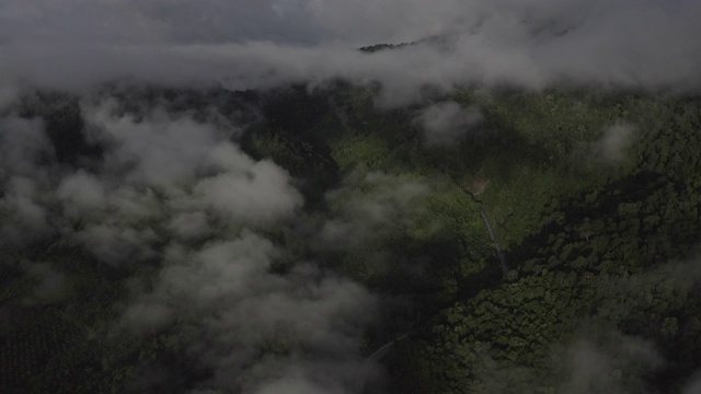 4K空中飞行在美丽的国家公园的雨林在早晨的薄雾视频素材