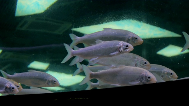 一群银色的鱼在巨大的水族箱里游泳视频素材