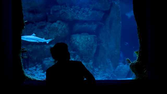 女人呆在大水族缸附近，看鱼视频素材