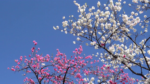 樱花视频素材