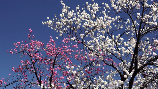 樱花视频素材