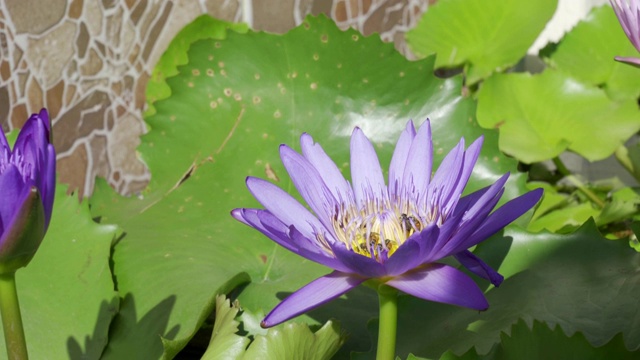 池塘里有荷花的蜜蜂视频素材