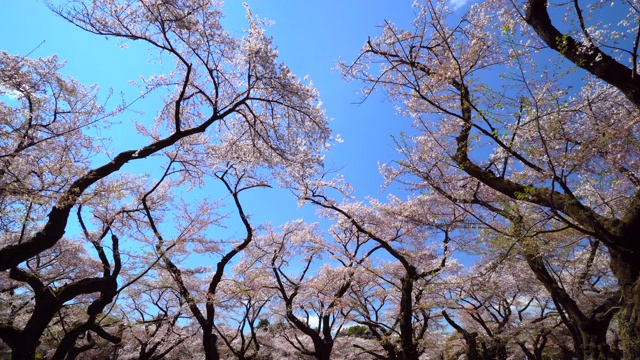 樱花视频素材