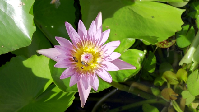 池塘里有荷花的蜜蜂视频素材