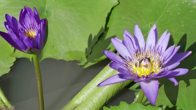 池塘里有荷花的蜜蜂视频素材