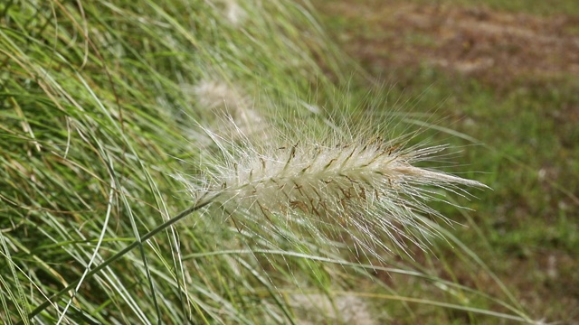 喷泉草——田野里的狼尾草视频素材