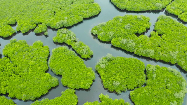 红树林和河流鸟瞰图视频素材