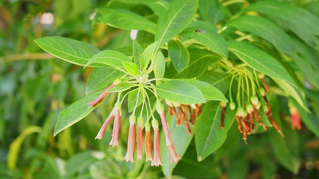 红色的花视频素材