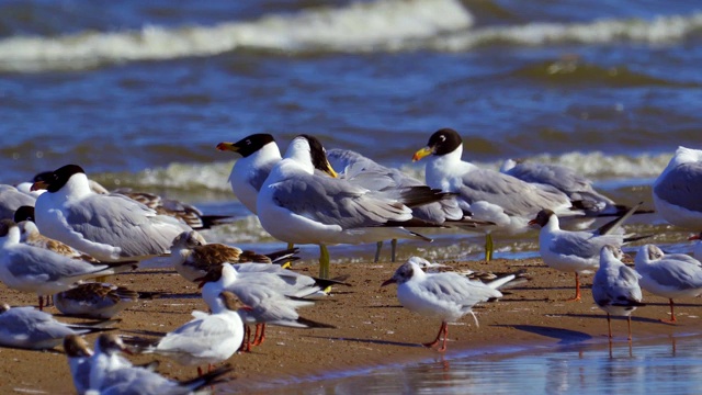 一群海鸥——大黑头鸥(Larus ichthyaetus)和黑头鸥(Chroicocephalus ridibundus)站在浅滩上。视频素材