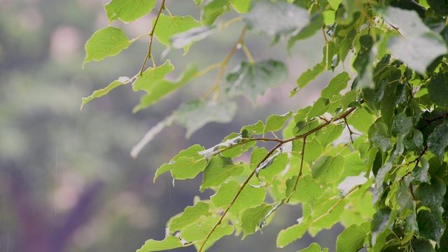 小雨打在树叶视频下载