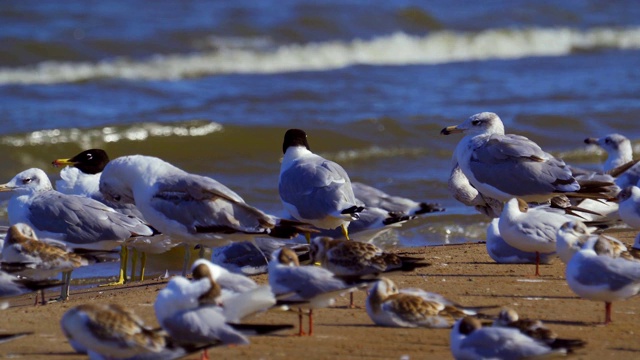 一群海鸥——大黑头鸥(Larus ichthyaetus)和黑头鸥(Chroicocephalus ridibundus)站在浅滩上。视频素材