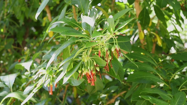 红色的安第斯树的花视频素材