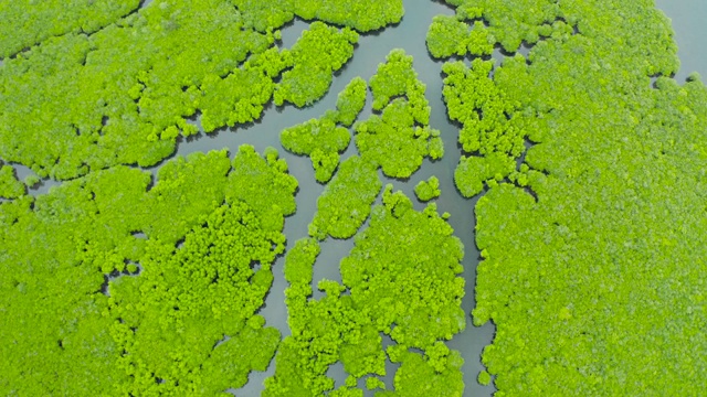 红树林和河流鸟瞰图视频素材