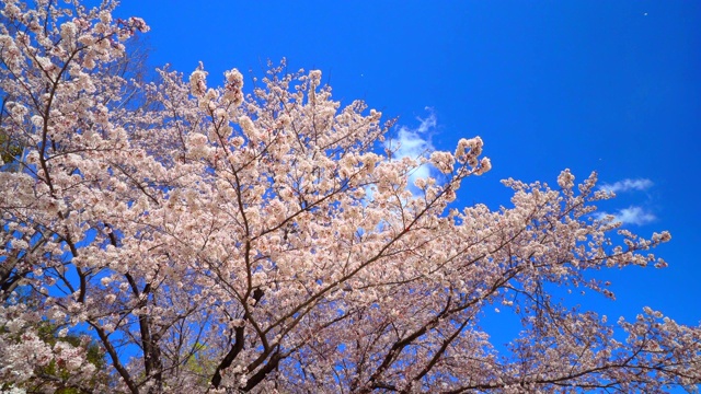 樱花视频素材