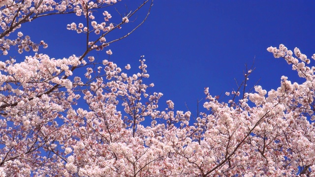 樱花视频素材