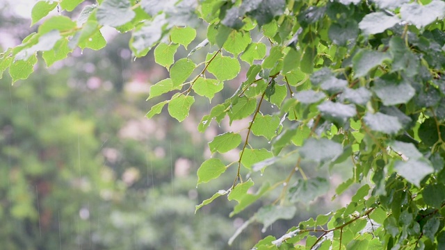 小雨打在树叶视频下载