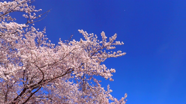 樱花视频素材