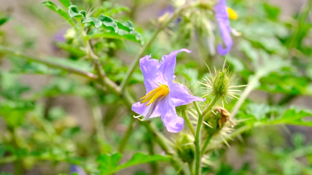 美丽的蓝色夏日鲜花视频速写视频素材