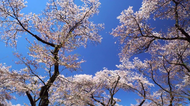 樱花视频素材