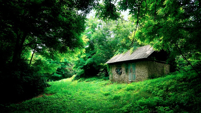 废弃的旧房子小屋在夏季的森林空地上视频素材