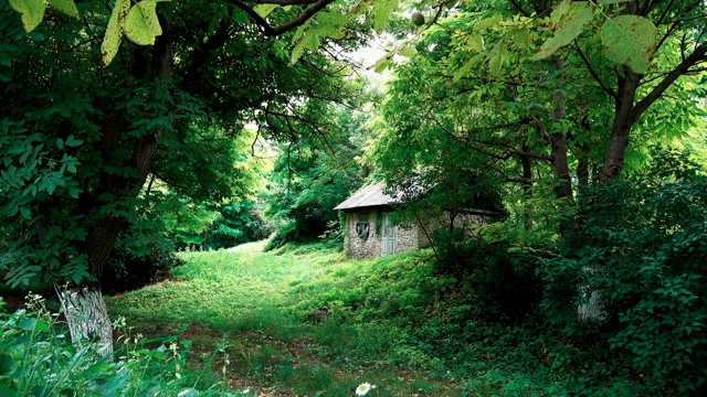 废弃的旧房子小屋在夏季的森林空地上视频素材