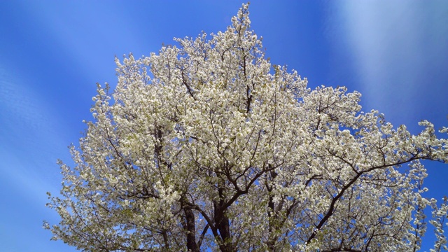 樱花视频素材