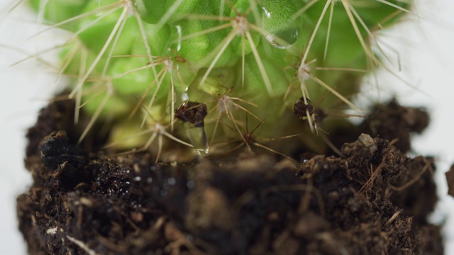 水滴落在仙人掌上视频素材