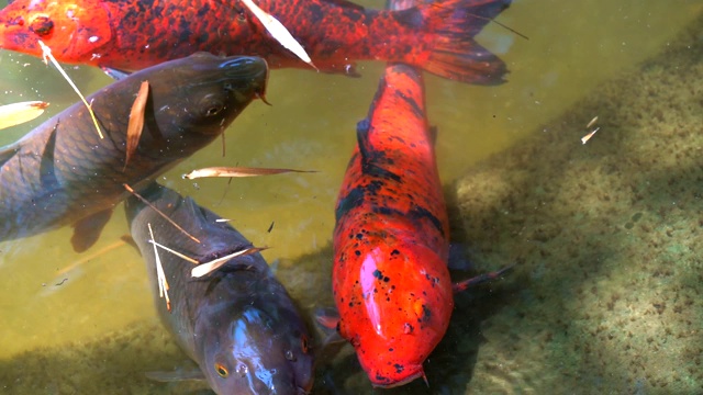 锦鲤和鲤鱼游向水面视频素材