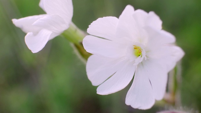 沼泽锦葵花花在野外视频素材