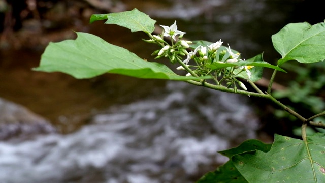 水从河里流过。视频素材