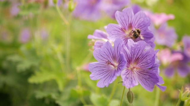 蜜蜂从盛开的紫色花朵上采集花蜜。视频素材