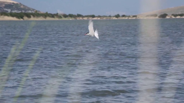 鸬鹚和其他鸟类游泳和飞行在伊兹密尔湖是位于天堂鸟在伊兹密尔。
土耳其伊兹密尔/ 11/04/2015视频素材