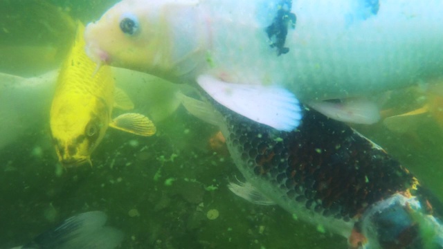 水下日本锦鲤游泳的观点。Сarps鱼在游泳视频素材