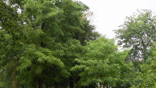 大雨前狂风大作，毁坏了城市公园里的树木视频素材