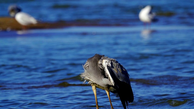 在一个阳光明媚的夏天早晨，灰鹭(Ardea cinerea)走过浅水。视频素材