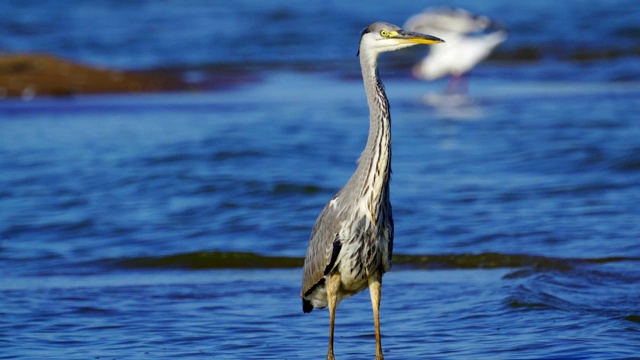 在一个阳光明媚的夏天早晨，灰鹭(Ardea cinerea)走过浅水。视频素材