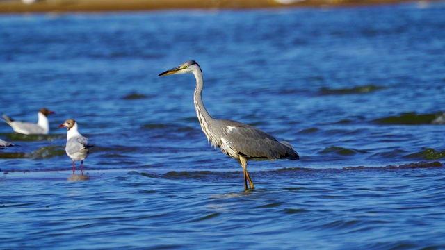 在一个阳光明媚的夏天早晨，灰鹭(Ardea cinerea)走过浅水。视频素材