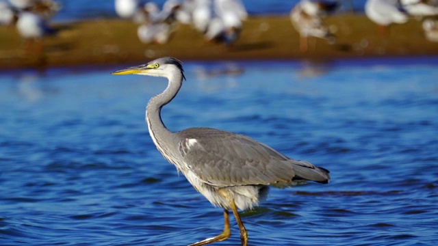 在一个阳光明媚的夏天早晨，灰鹭(Ardea cinerea)走过浅水。视频素材