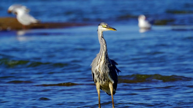 在一个阳光明媚的夏天早晨，灰鹭(Ardea cinerea)走过浅水。视频素材