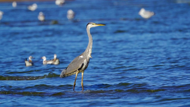 在一个阳光明媚的夏天早晨，灰鹭(Ardea cinerea)走过浅水。视频素材