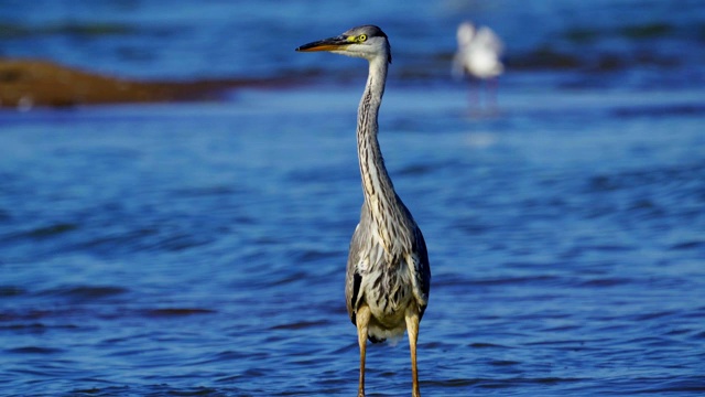 在一个阳光明媚的夏天早晨，灰鹭(Ardea cinerea)走过浅水。视频素材