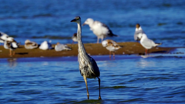 在一个阳光明媚的夏天早晨，灰鹭(Ardea cinerea)走过浅水。视频素材