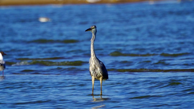 在一个阳光明媚的夏天早晨，灰鹭(Ardea cinerea)走过浅水。视频素材