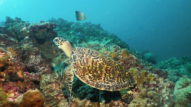 水下极度濒危物种玳瑁海龟(Eretmochelys imbricata)栖息在珊瑚礁视频素材