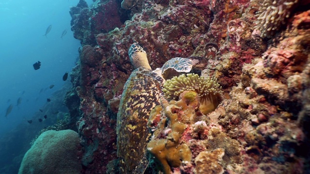 极度濒危物种玳瑁海龟(Eretmochelys imbricata)在水下珊瑚礁上休息视频素材