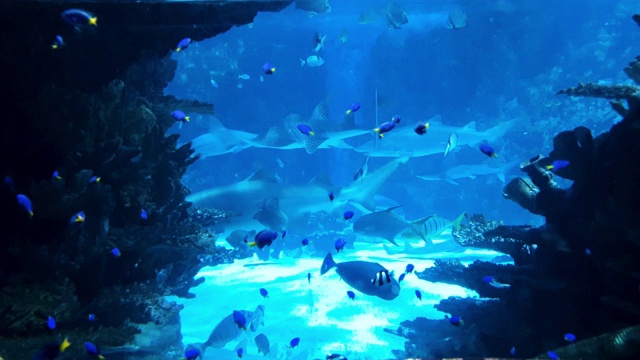 小热带鱼和大鲨鱼一起在大水族馆里游泳视频素材