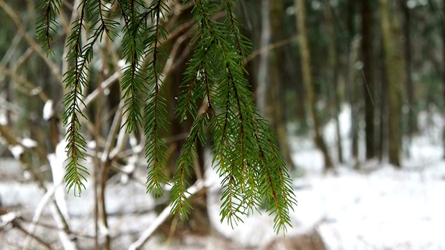 雪花落在冷杉林中。视频素材