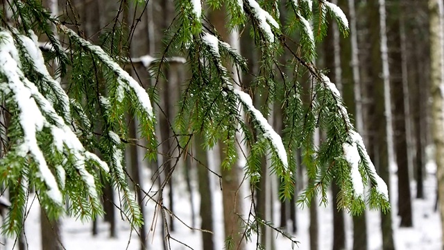 雪花落在冷杉林中。视频素材