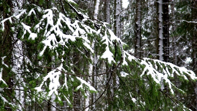 雪花落在冷杉林中。视频素材