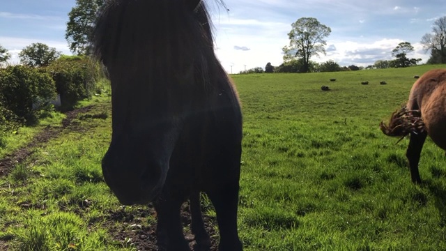 英国夏日草地上的设得兰矮种马视频素材